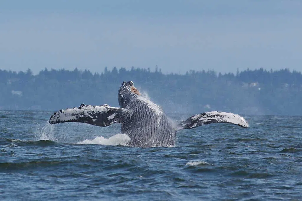Vancouver Whale Watch Open Zodiac Steveston