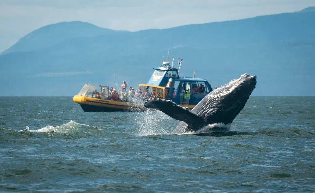Vancouver Whale Watch Steveston Richmond