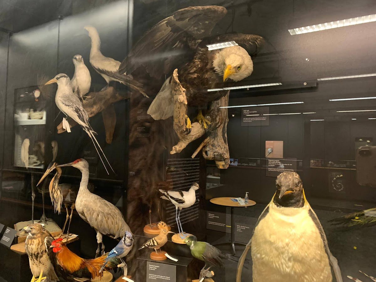 Beaty Biodiversity Museum — photo 2