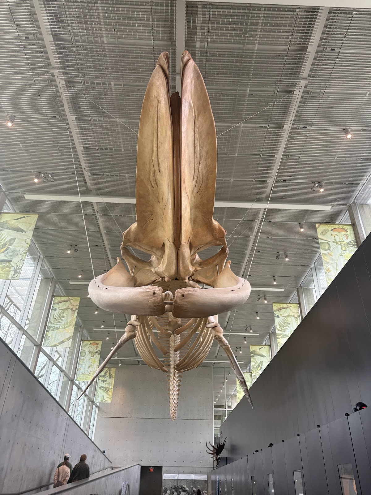 Beaty Biodiversity Museum — photo 3